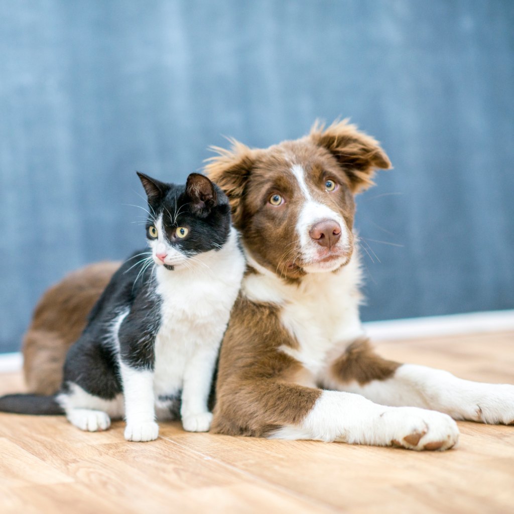 Pet Supplies